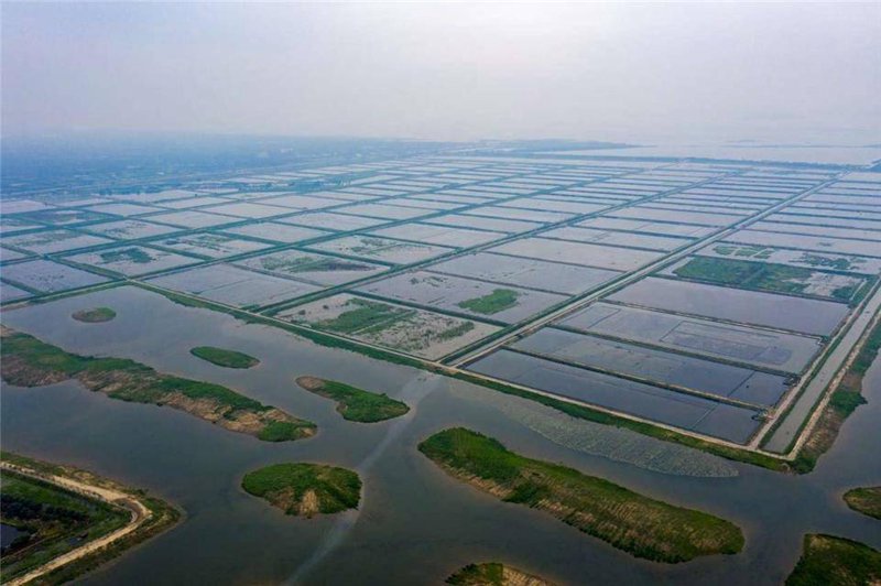 鱼市中的动态风云:一场关于成鱼出售的市场变化观
