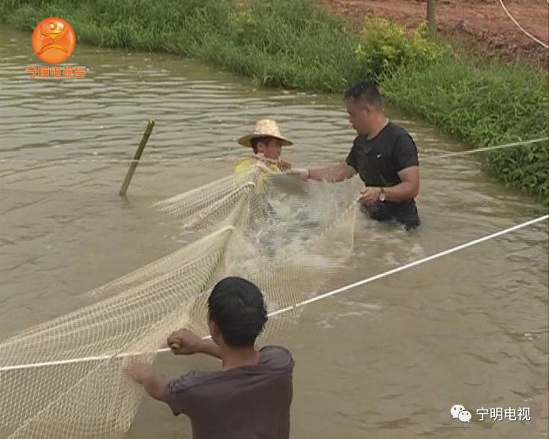 鱼市风云：成鱼出售市场动态与趋势