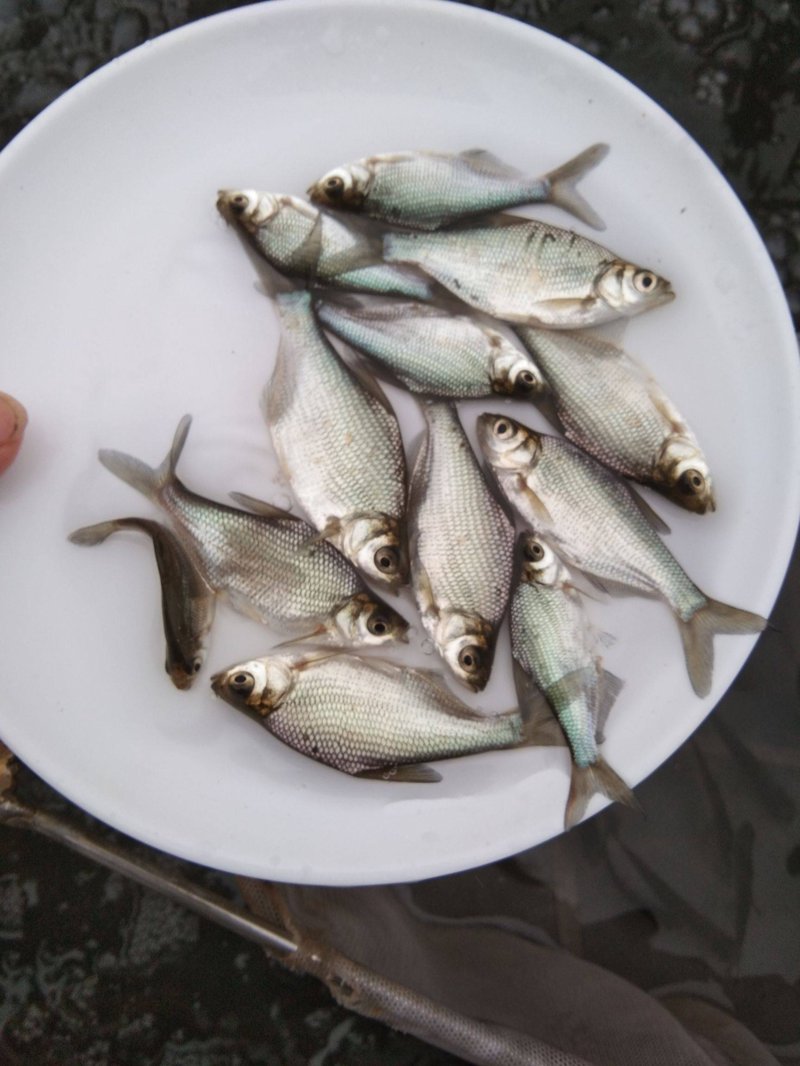 鱼苗市场的波澜与机遇