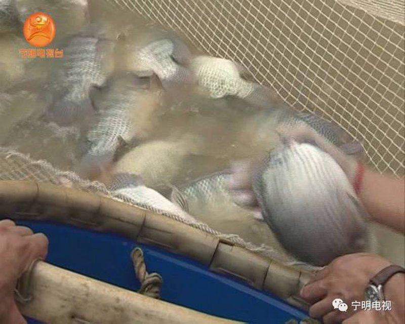 水产养殖基地:现代渔业的绿色引擎