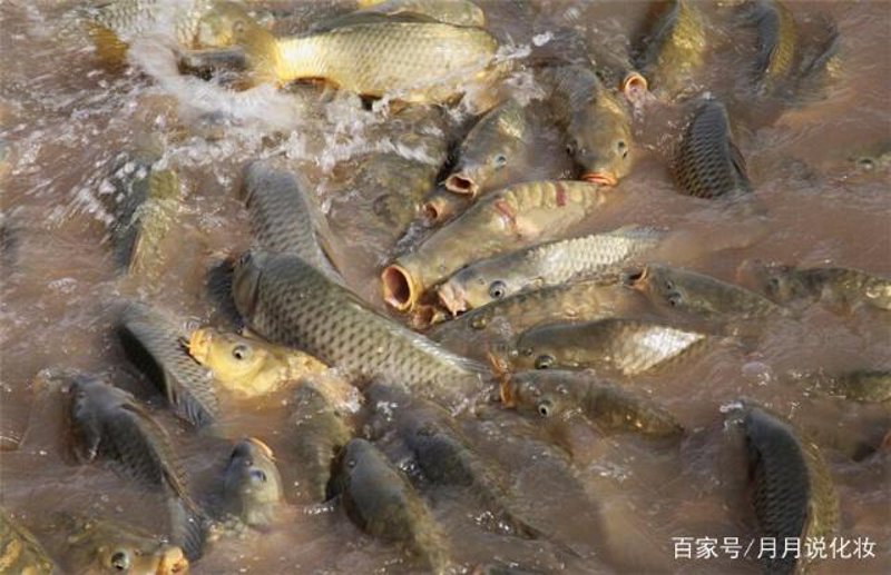 淡水鱼养殖行业:生态平衡与可持续发展并重